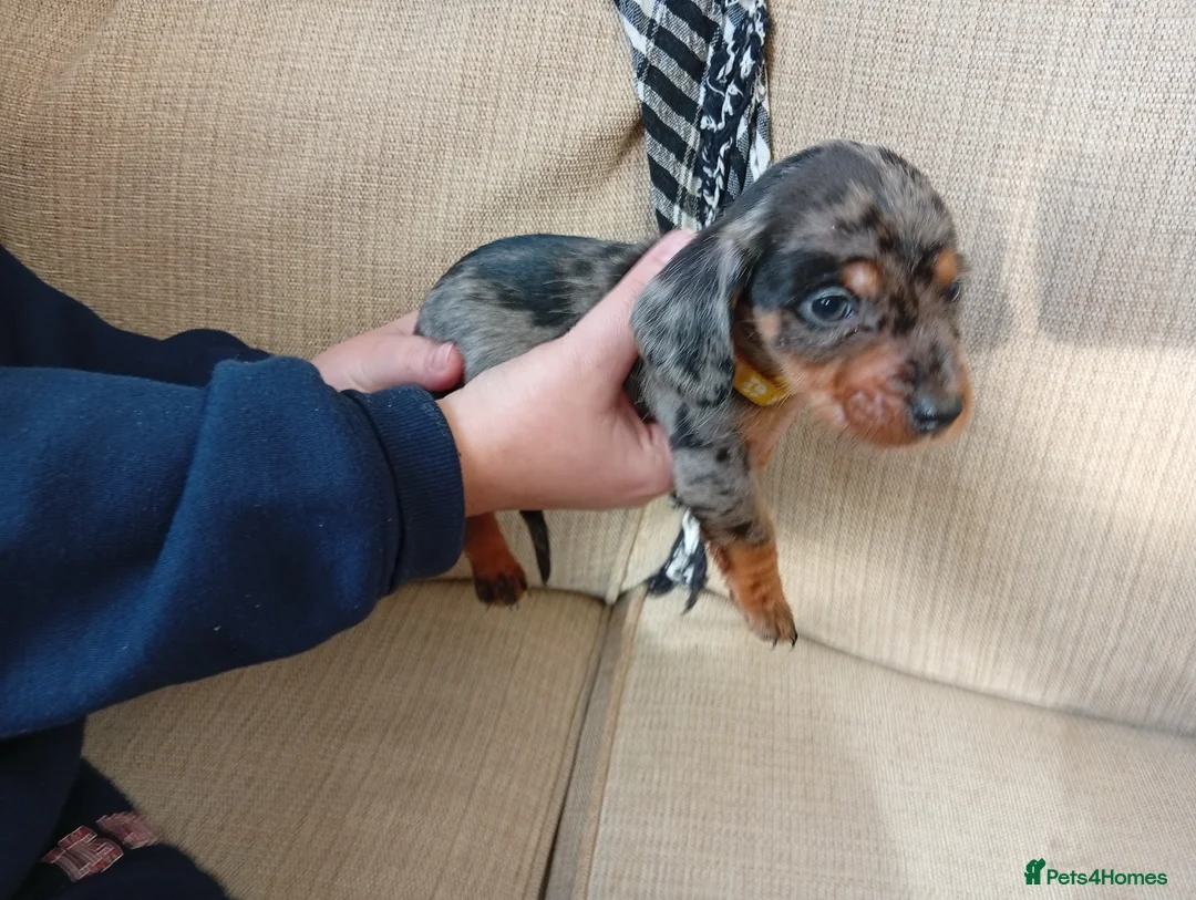 Dachshund dogs for sale: Adorable daschunds wire/smooth/dapple - Advert 6