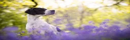 Pointer dogs for sale: 🩵🩵 English Pointer 🩵🩵 - Advert 2