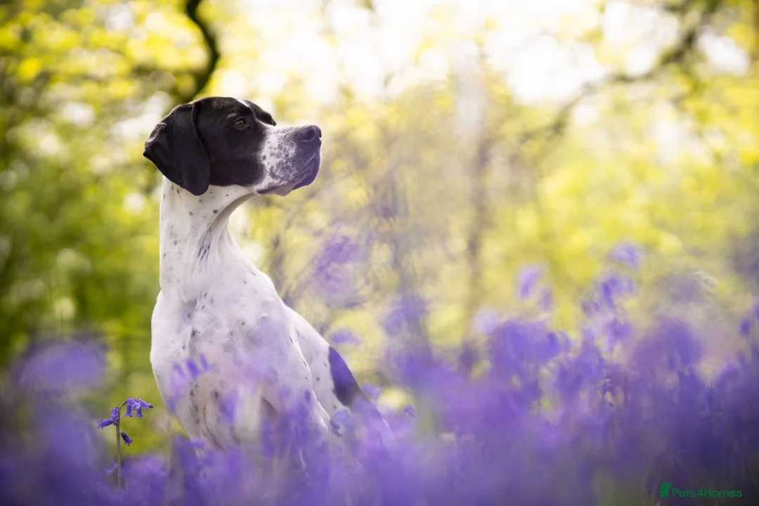 Pointer dogs for sale: 🩵🩵 English Pointer 🩵🩵 - Advert 2