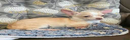 Chihuahua dogs for sale: Gorgeous Kc reg chihuahuas in Blackpool - Advert 11