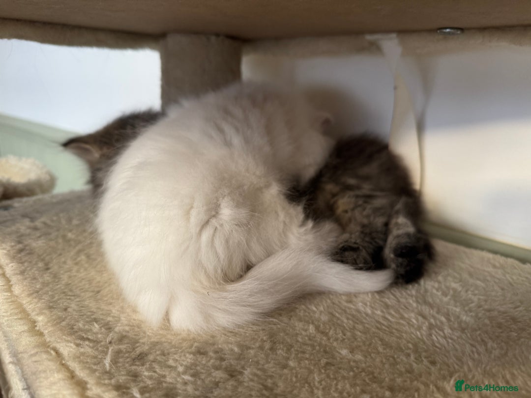 Siberian cats for sale: Pure White Siberian Boy - Image 9