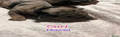 Girl “hazel”