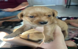 Springador dogs for sale: 3/4 Labrador (Springador x Labrador) Pups for Sale - Image 9