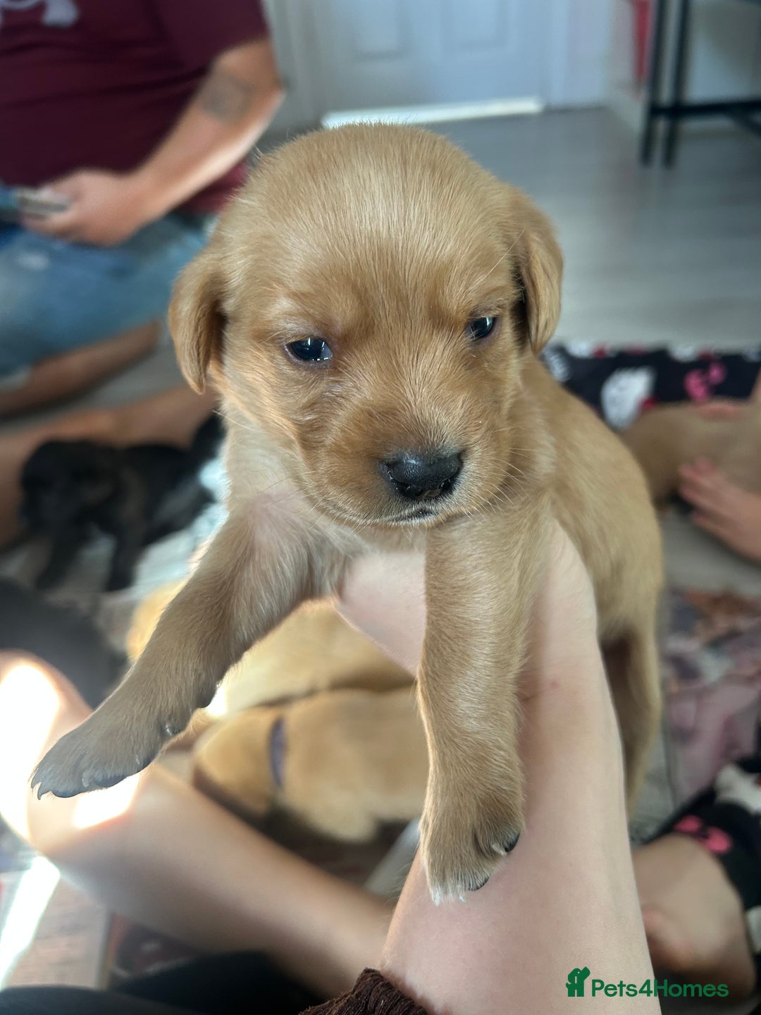 Springador dogs for sale: 3/4 Labrador (Springador x Labrador) Pups for Sale - Image 9