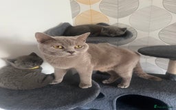 British Shorthair cats for sale: Chunky British Shorthair Kittens - Image 8