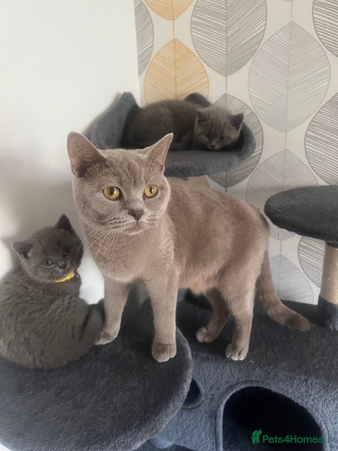 British Shorthair cats for sale: Chunky British Shorthair Kittens - Image 8