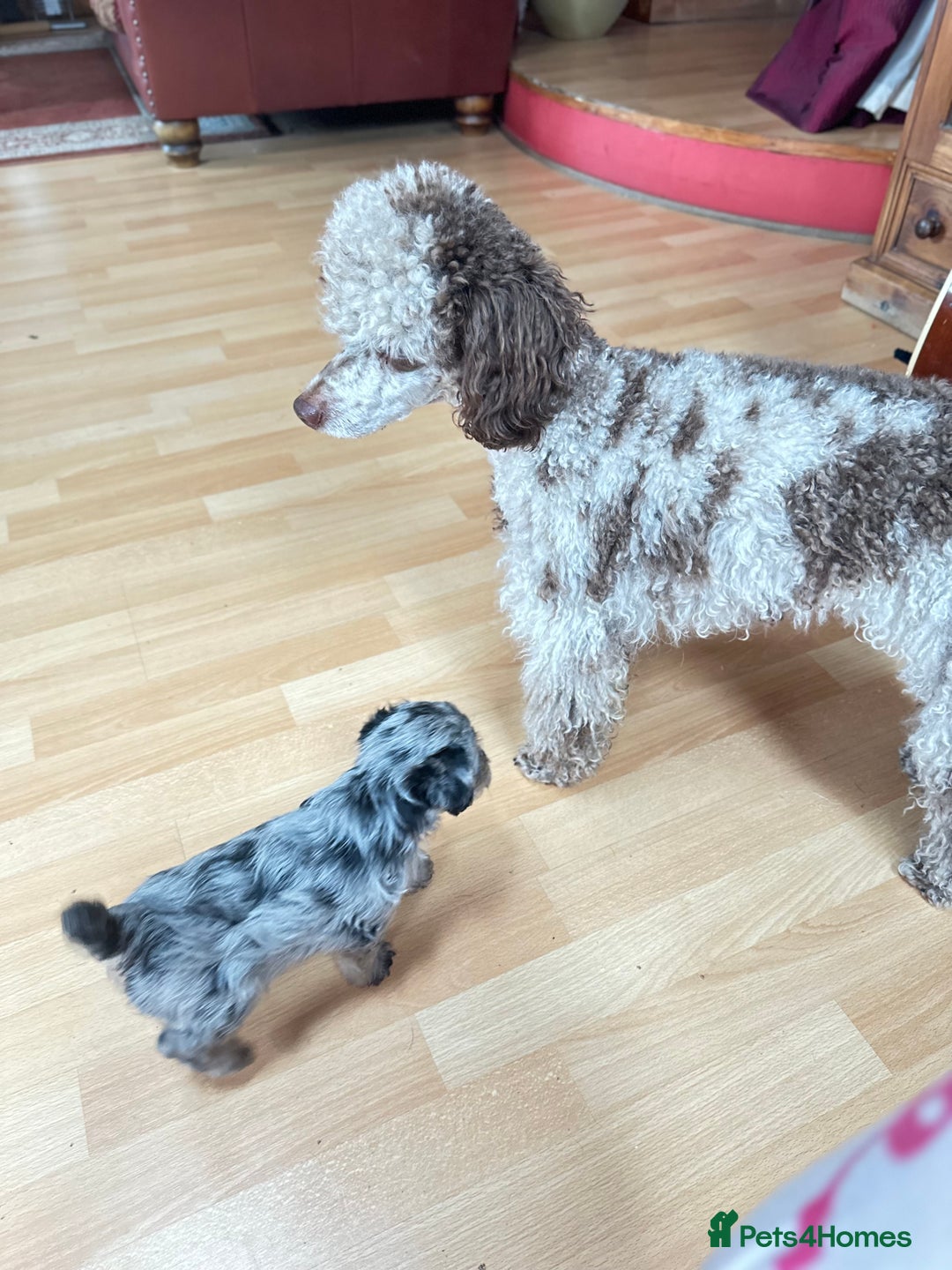 Border Terrier dogs for sale: Stunning Border Teddies - Image 12