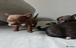 Chihuahua dogs for sale: Micro Chihuahua Puppies - Exceptional Lines - Image 8