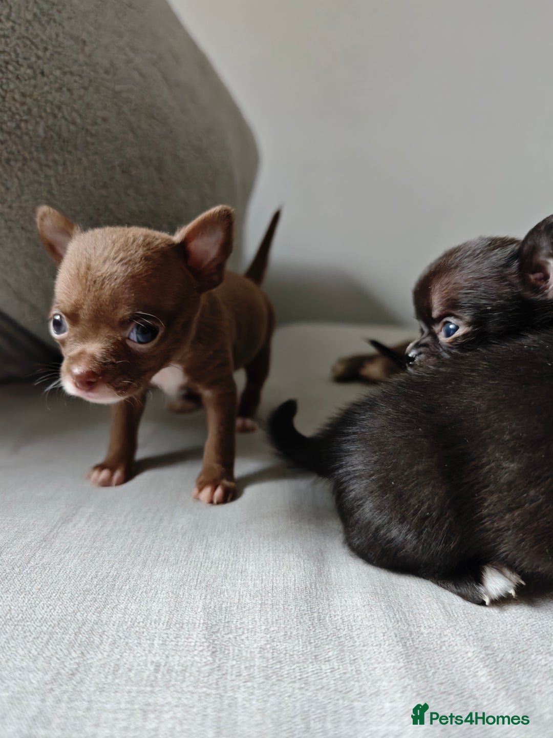 Chihuahua dogs for sale: Micro Chihuahua Puppies - Exceptional Lines - Image 8