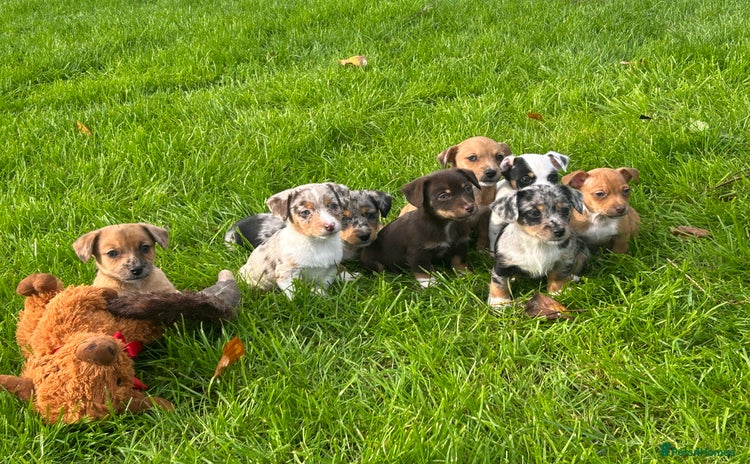 Jack Russell dogs - Advert 1