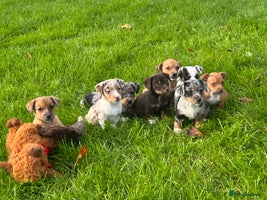 Jack Russell dogs - Advert 6