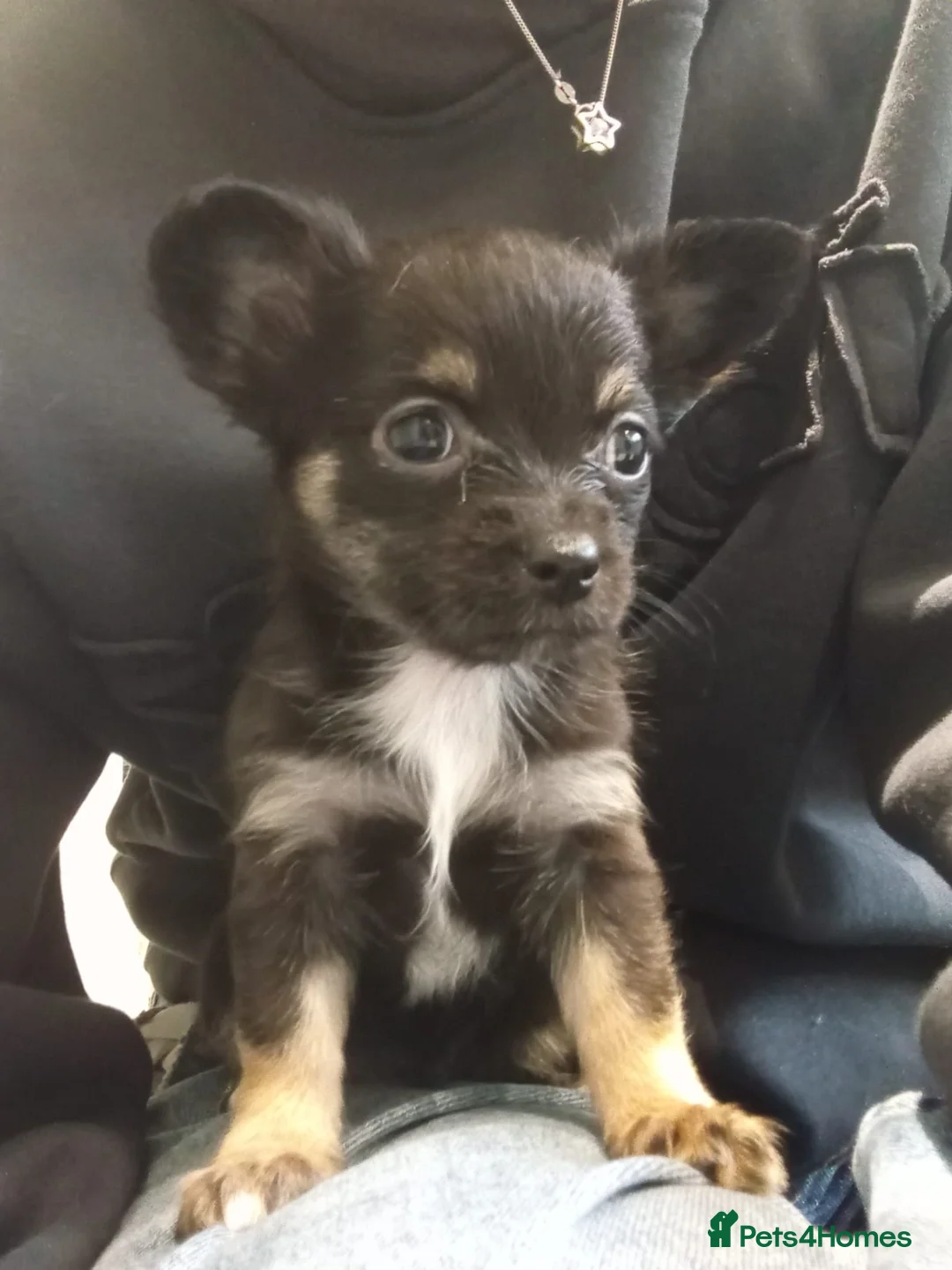 Chihuahua dogs for sale: 5 chihuahua puppies - Advert 13