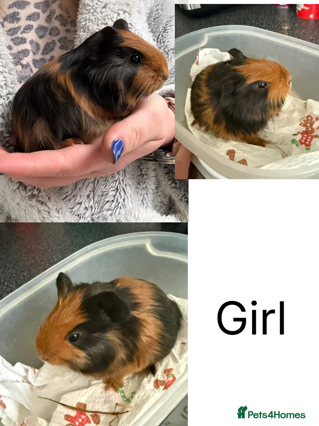 Guinea Pig rodents for sale: Baby Guinea Pigs for sale  - Advert 2