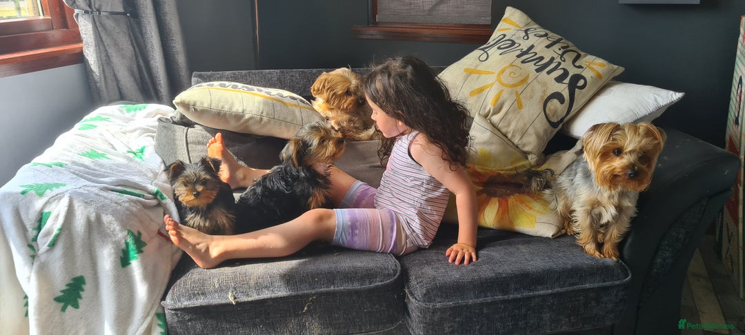 Yorkshire Terrier dogs for sale: Sweet natured boys - Image 10