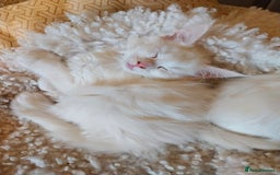 Maine Coon cats for sale: Maine Coon Kittens Polydactyl. Tortie. White - Image 3