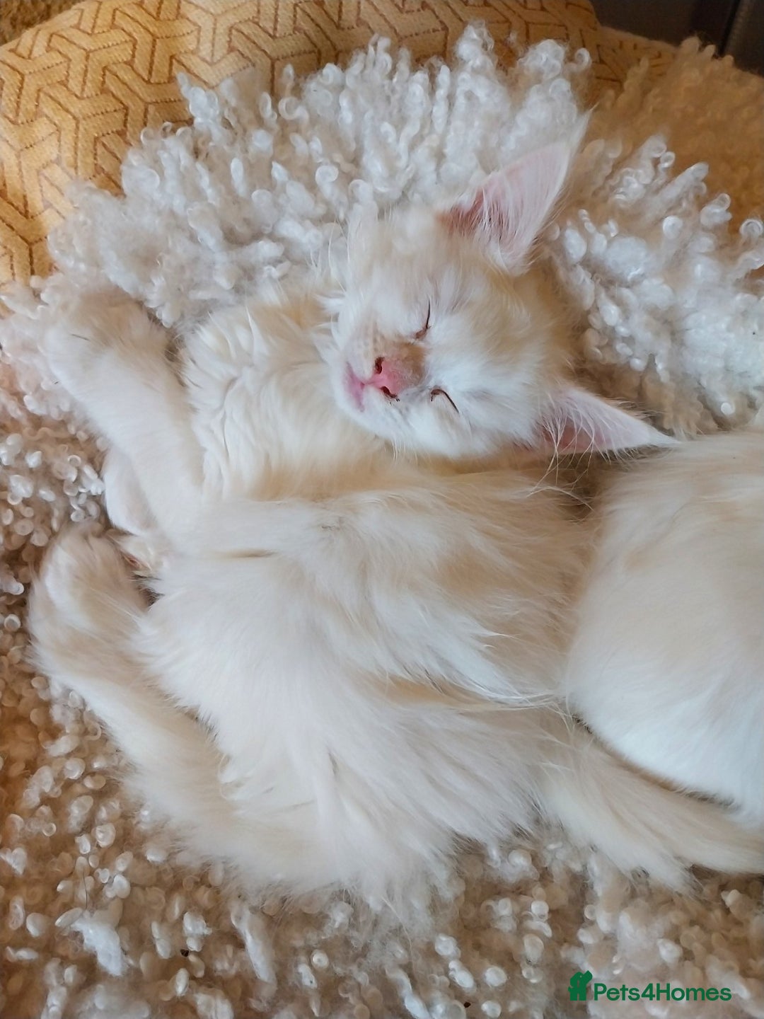 Maine Coon cats for sale: Maine Coon Kittens Polydactyl. Tortie. White - Image 3
