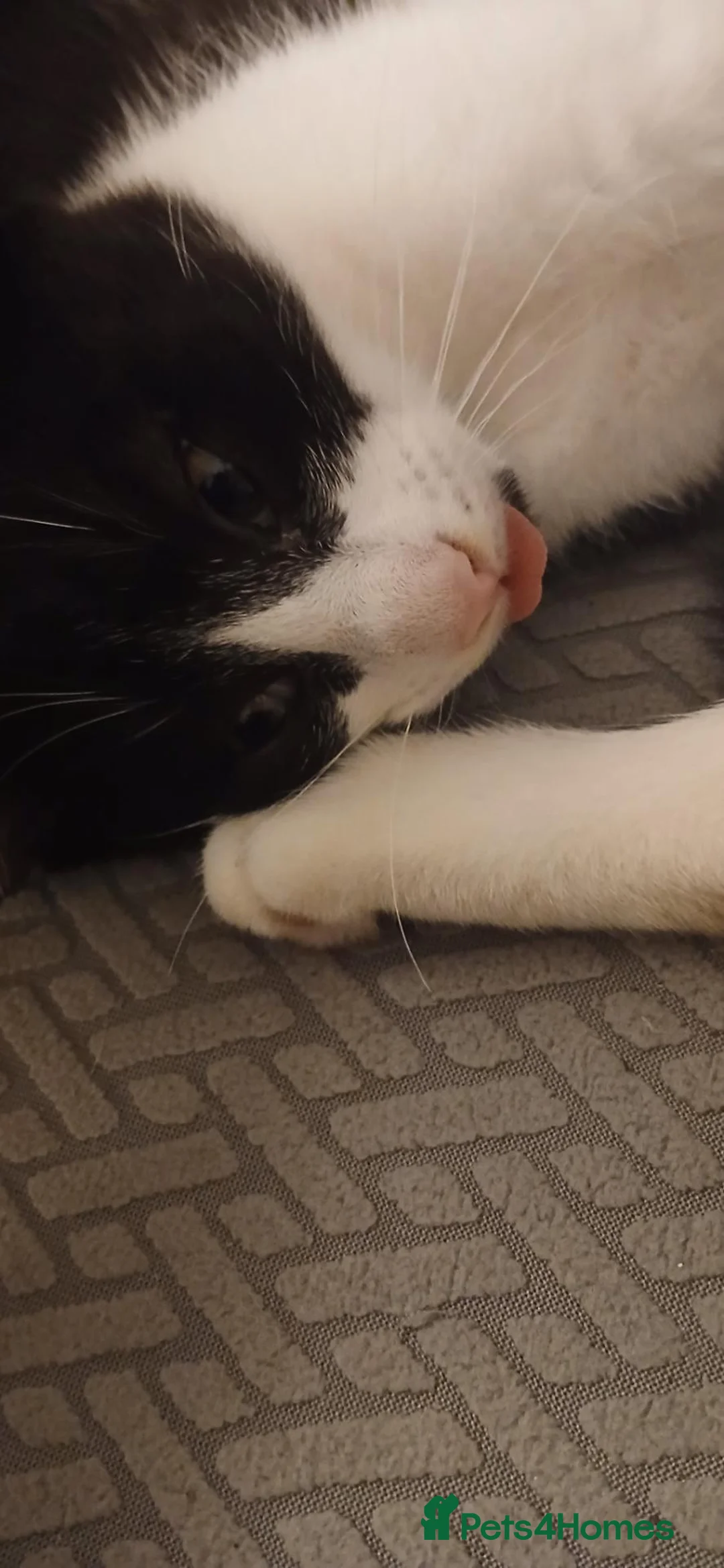 Mixed Breed cats for sale: £20 2 black and white kittens need to go together. - Advert 2