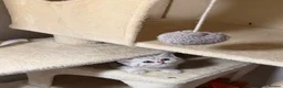 Scottish Fold cats for sale: Scottish straight kittens  - Advert 17