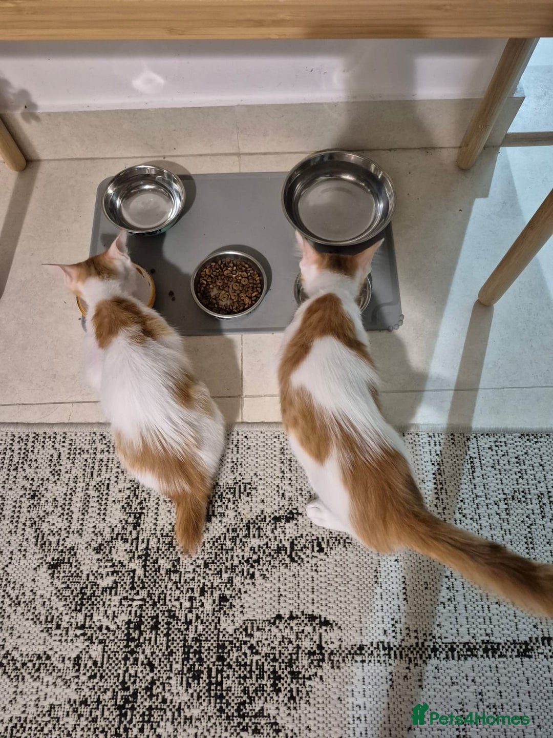 Mixed Breed cats for adoption: BOB &HARLEY BONDED BROTHERS NEUTERED FULL OF FUN  - Image 3