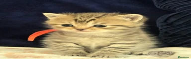 British Shorthair Orange collar boy