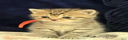 British Shorthair cats for sale: Gorgeous Golden Tabby ✨ British Shorthair Kitten ⭐ - Advert 29
