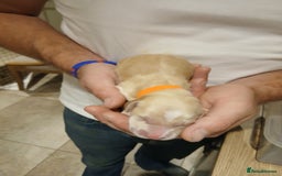 Golden Retriever dogs for sale: Fox Red Golden Retriever Puppies for sale - Image 14