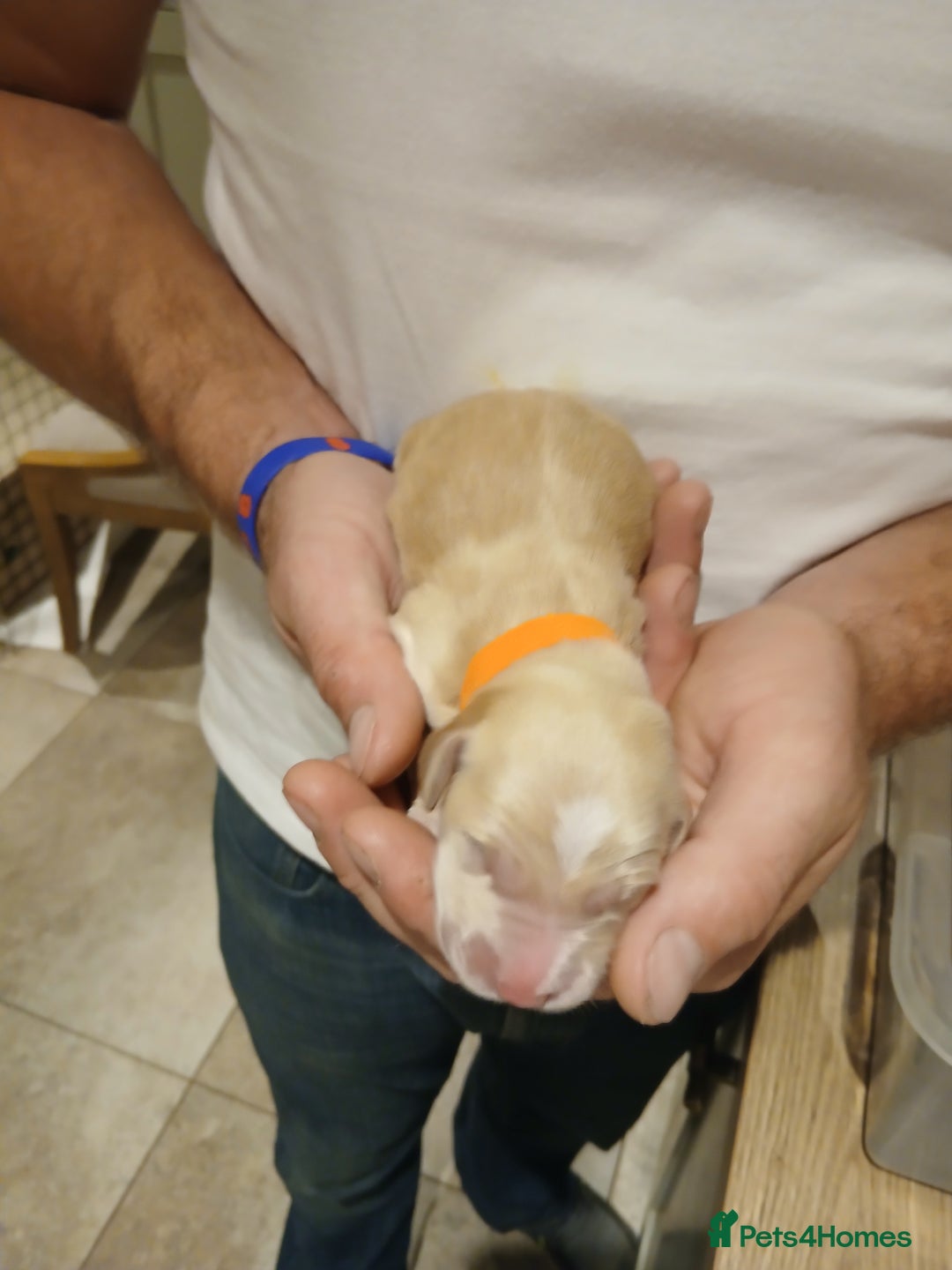 Golden Retriever dogs for sale: Fox Red Golden Retriever Puppies for sale - Image 14