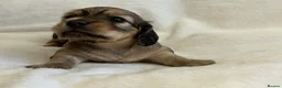 Miniature Dachshund dogs for sale: Mini Long Haired Daschund  - Advert 8