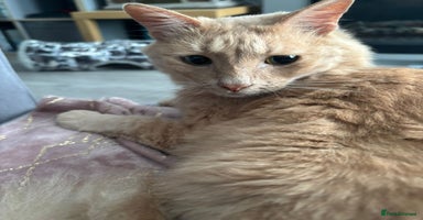 Mixed Breed cats - Advert 6