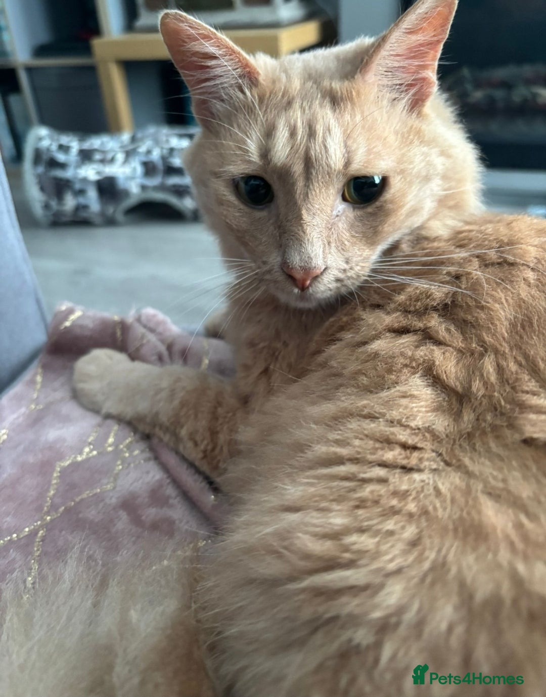Mixed Breed cats for adoption: [Indoors Only] Jones - A lovely charming boy - Image 3