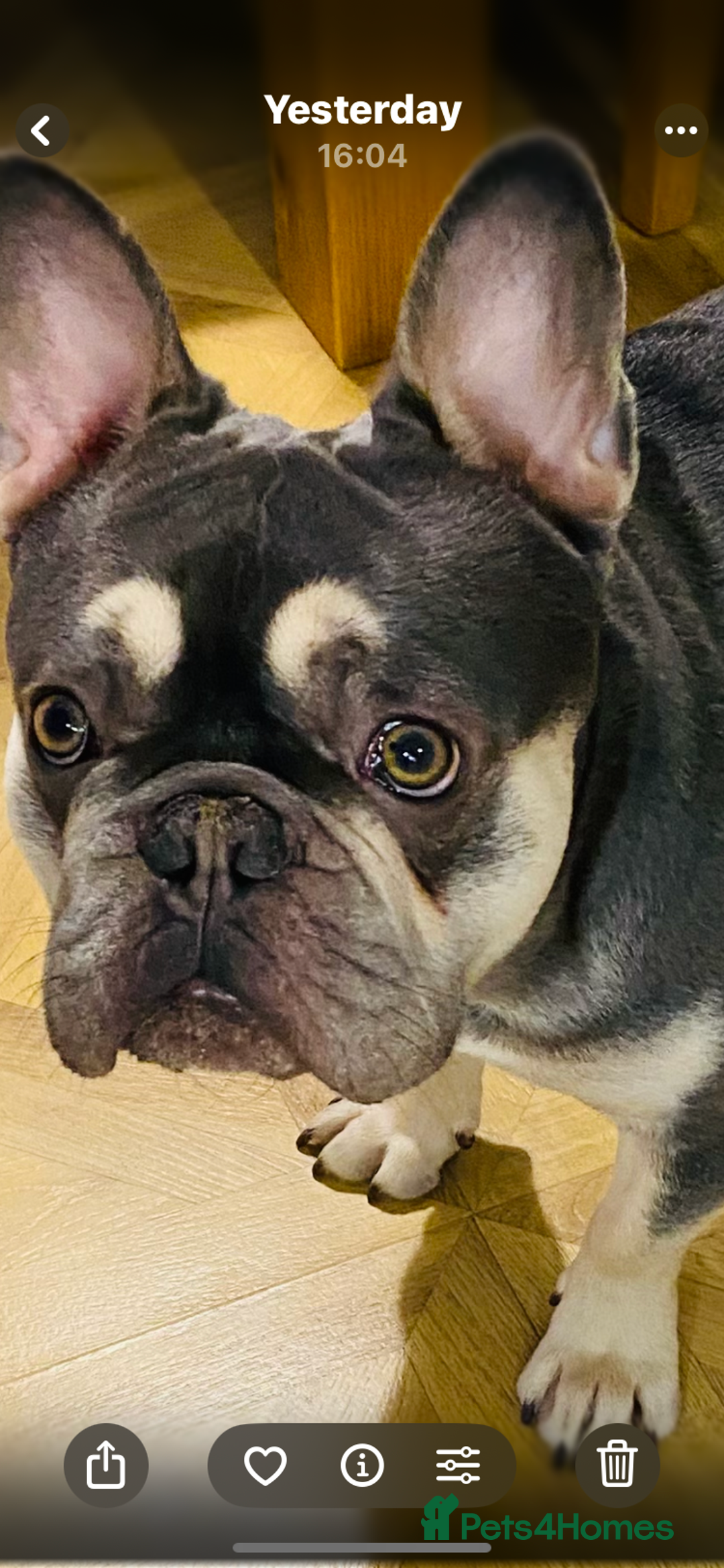 French Bulldog dogs for sale: 1 years old fully trained gorgeous boy  - Advert 1
