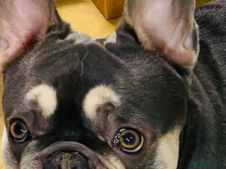 French Bulldog dogs 1 years old fully trained gorgeous boy - Advert 1