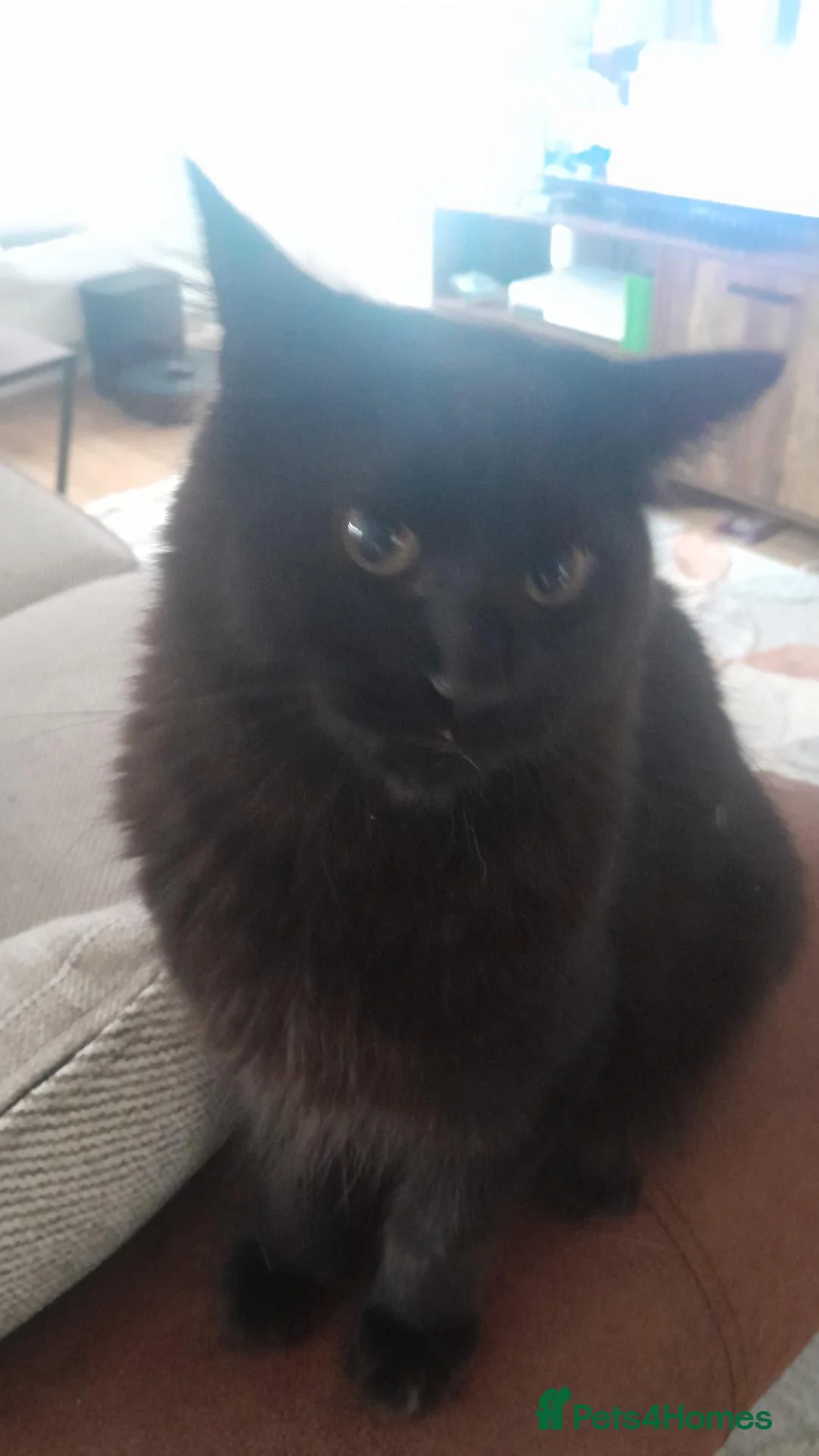 Mixed Breed cats for sale: Ragdoll cross in Aberdare - Advert 2