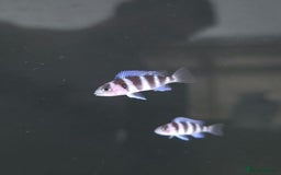 Cichlids fish for sale: 1stGen Tank Bred Frontosa Blue Zaire Moba  - Image 7