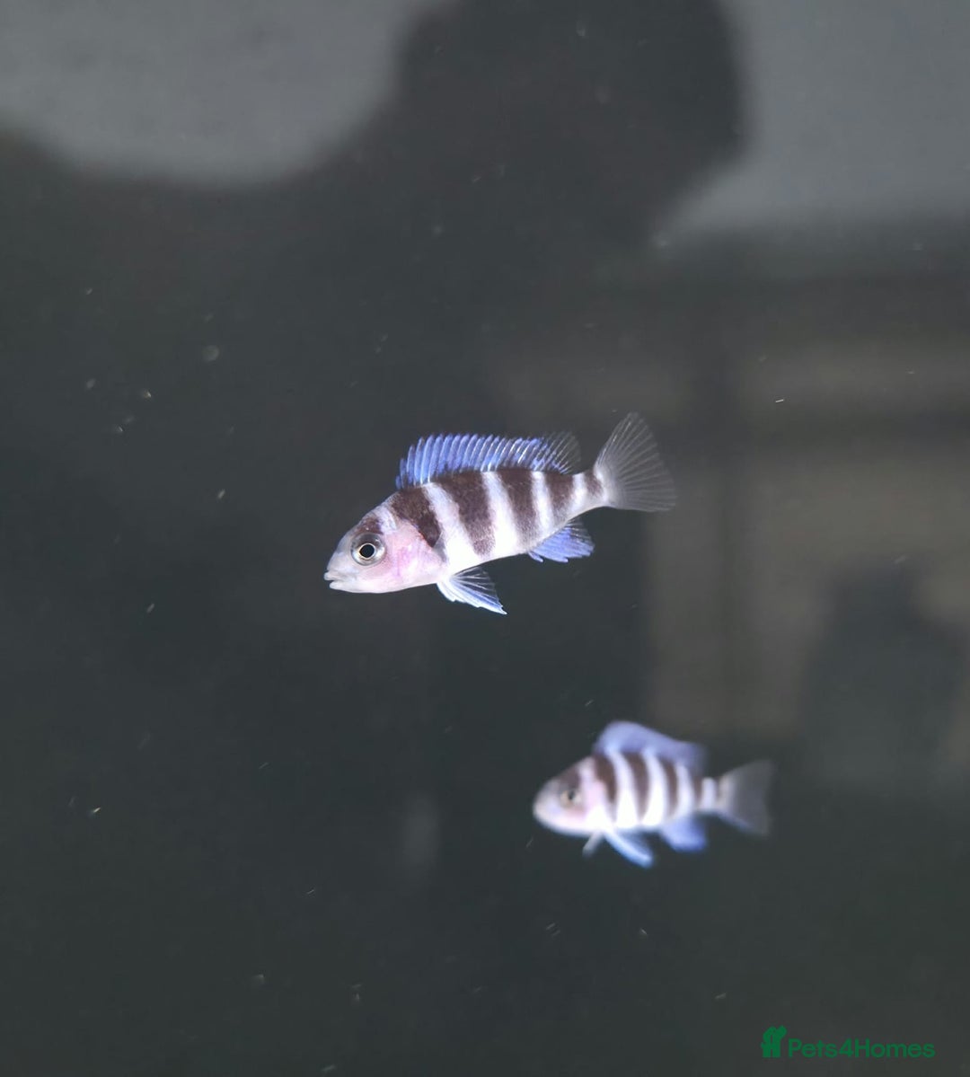 Cichlids fish for sale: 1stGen Tank Bred Frontosa Blue Zaire Moba  - Image 7