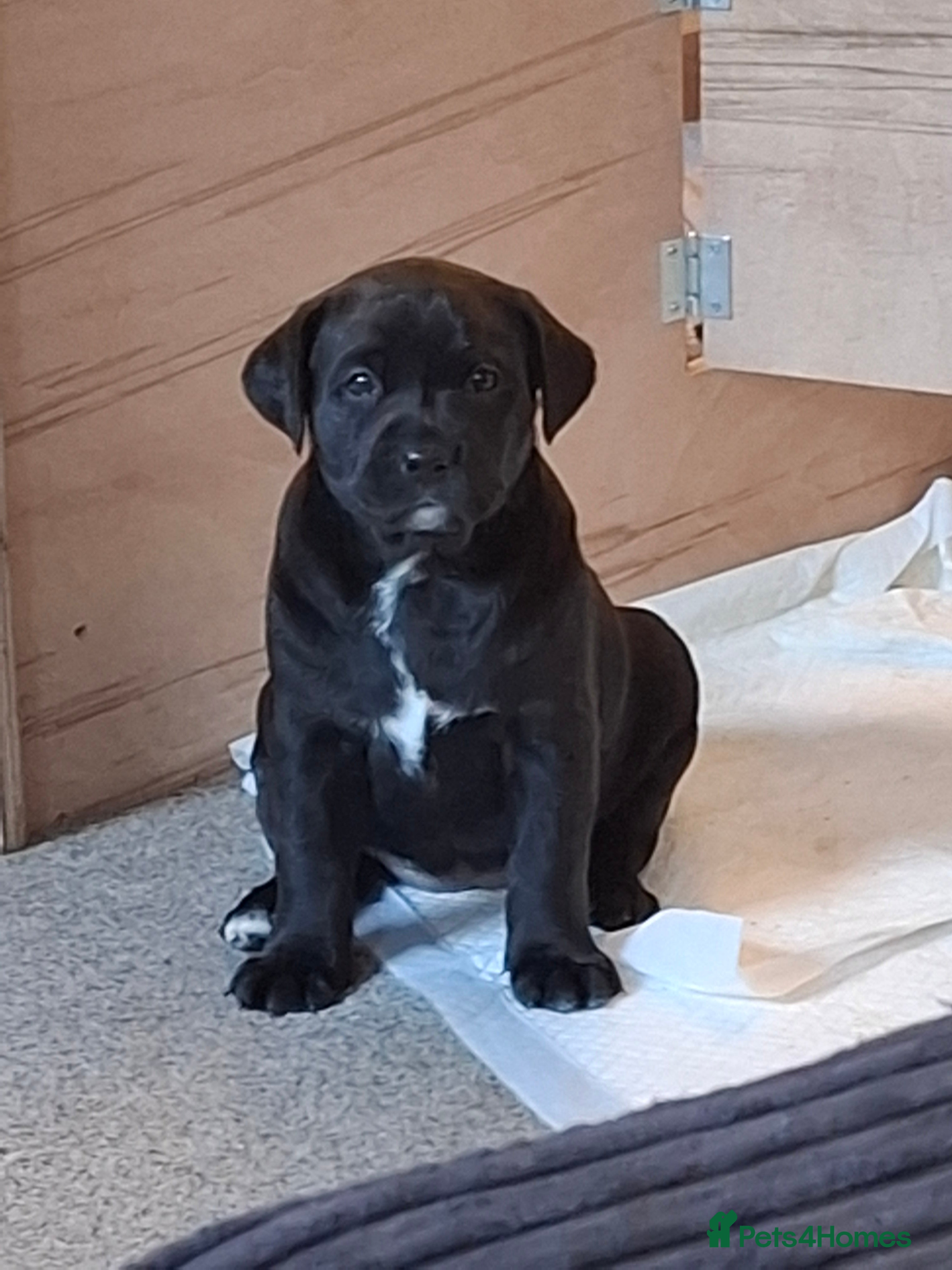 Mixed Breed Puppy 2