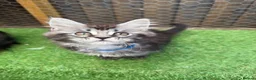 Maine Coon cats for sale: Blue smoke kittens from champion blood line - Advert 17
