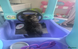 Maine Coon cats for sale: 3 gorgeous healthy full breed Maine coon kittens - Image 10