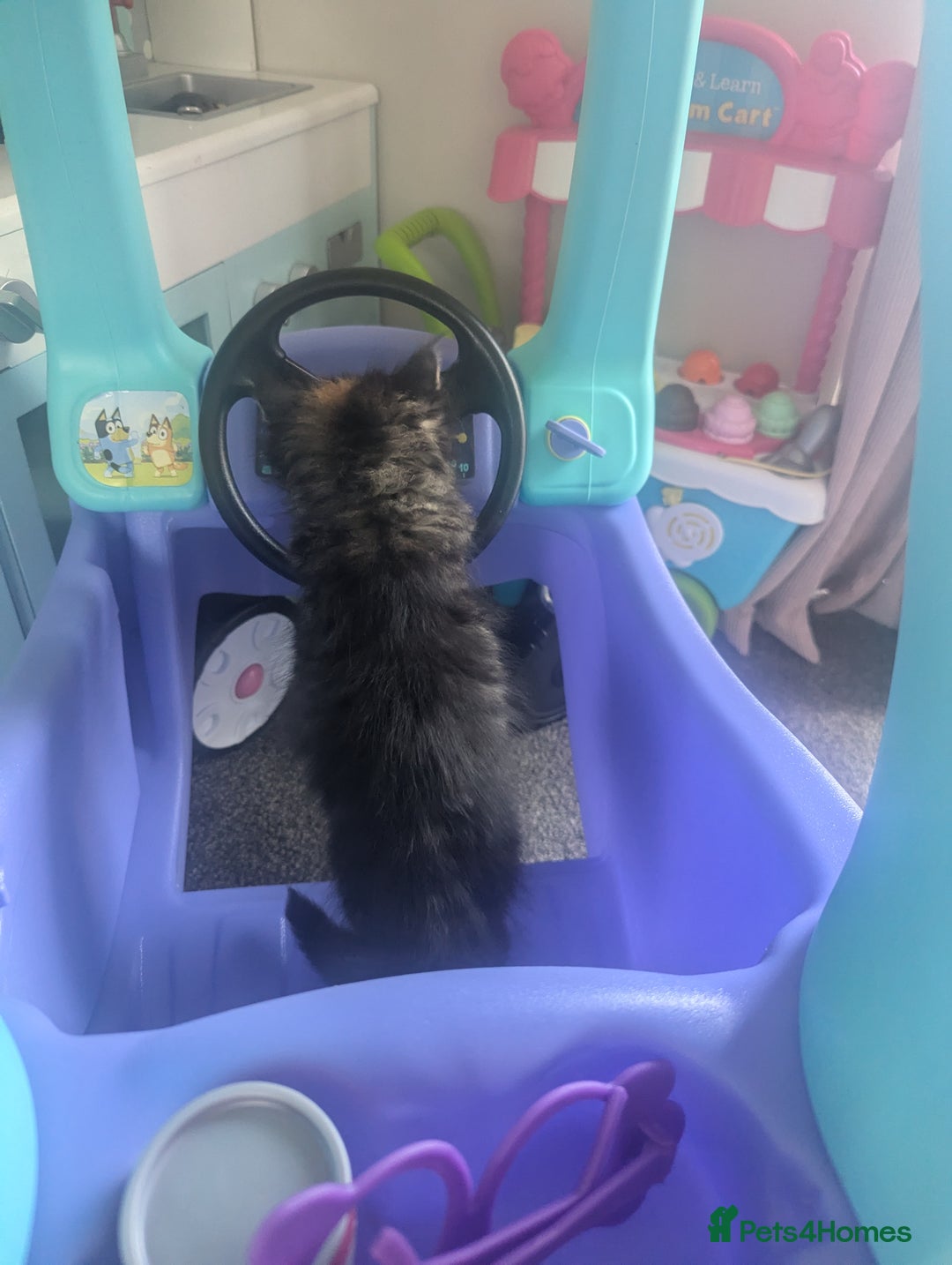 Maine Coon cats for sale: 3 gorgeous healthy full breed Maine coon kittens - Image 10
