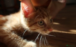 Domestic Shorthair cats for sale: Ginger kitten for sale! - Image 2