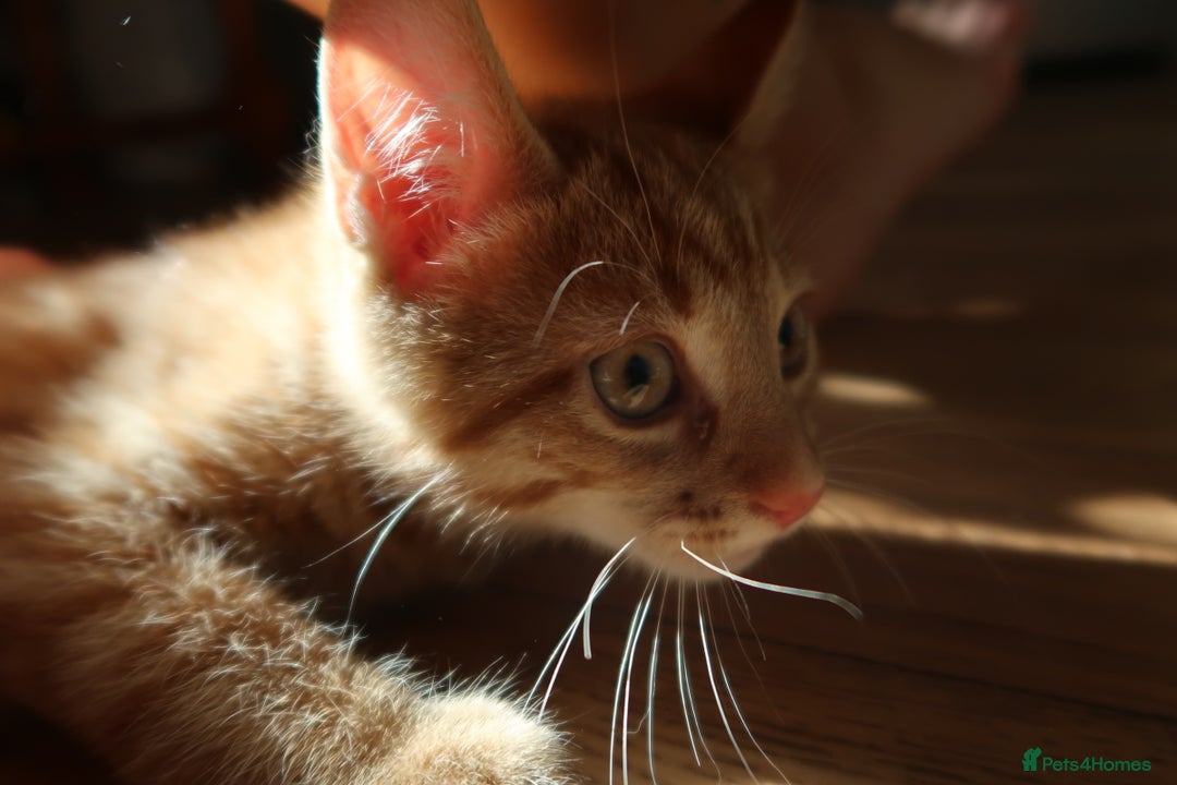 Domestic Shorthair cats for sale: Ginger kitten for sale! - Image 2
