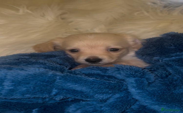 Chiweenie dogs Gorgeous Mini Dachshund X Puppies🐾 - Advert 2