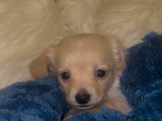 Chiweenie dogs Gorgeous Mini Dachshund X Puppies🐾 - Advert 6