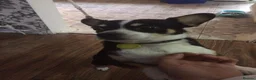 Chihuahua dogs for sale: ​🐾 Charming & Musical Prince 🐾  - Advert 2