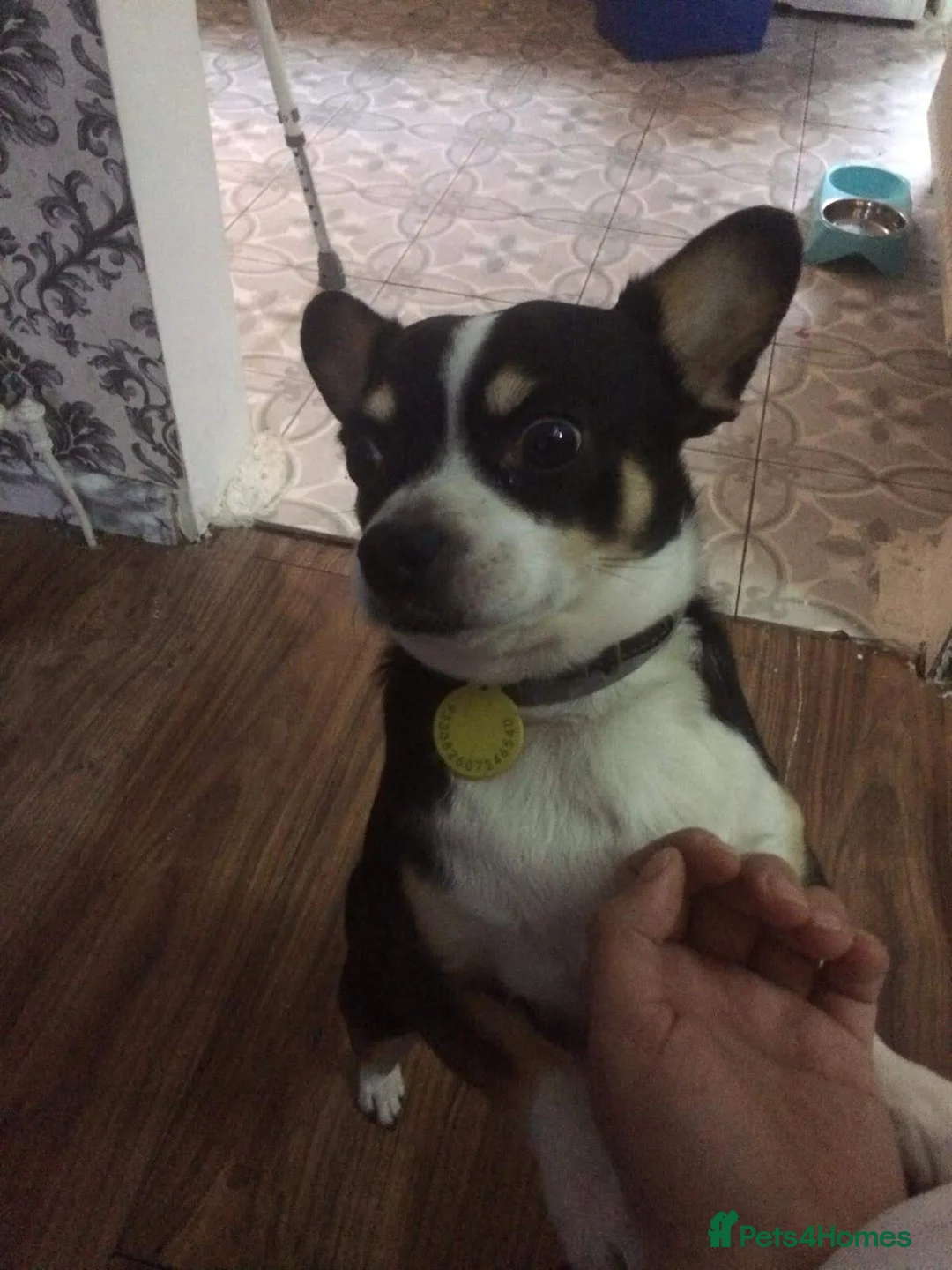 Chihuahua dogs for sale: ​🐾 Charming & Musical Prince 🐾  - Advert 2