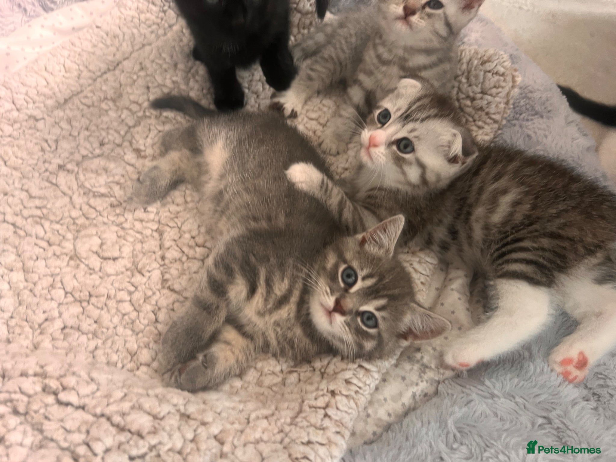 Scottish Fold cats Scottish and british kittens - Advert 4