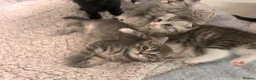 Scottish Fold cats for sale: Scottish and british kittens - Advert 1