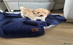 Toy Poodle dogs for sale: Toy Poodle Puppies - Extensively Health checked  - Image 2