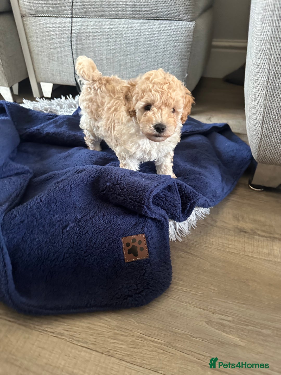Toy Poodle dogs for sale: Toy Poodle Puppies - Extensively Health checked  - Image 2
