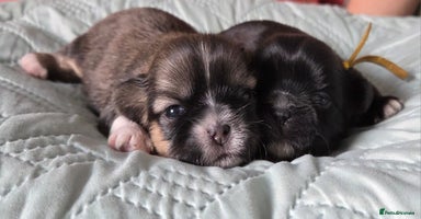 Shih Tzu dogs - Advert 13